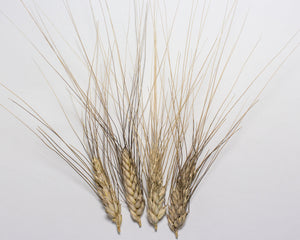 Wheat (Durum) - Del Corazón