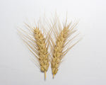 Load image into Gallery viewer, Wheat (Bread) - Egyptian
