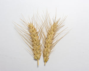 Wheat (Bread) - Egyptian