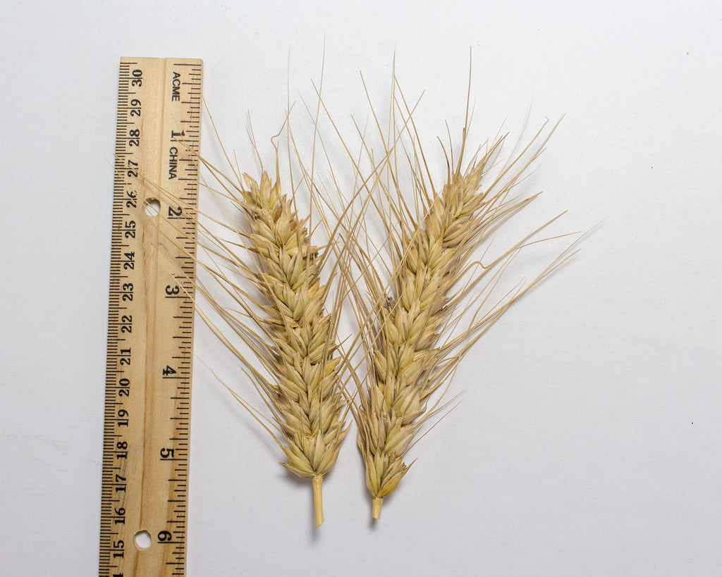 Wheat (Bread) Egyptian Prairie Garden Seeds