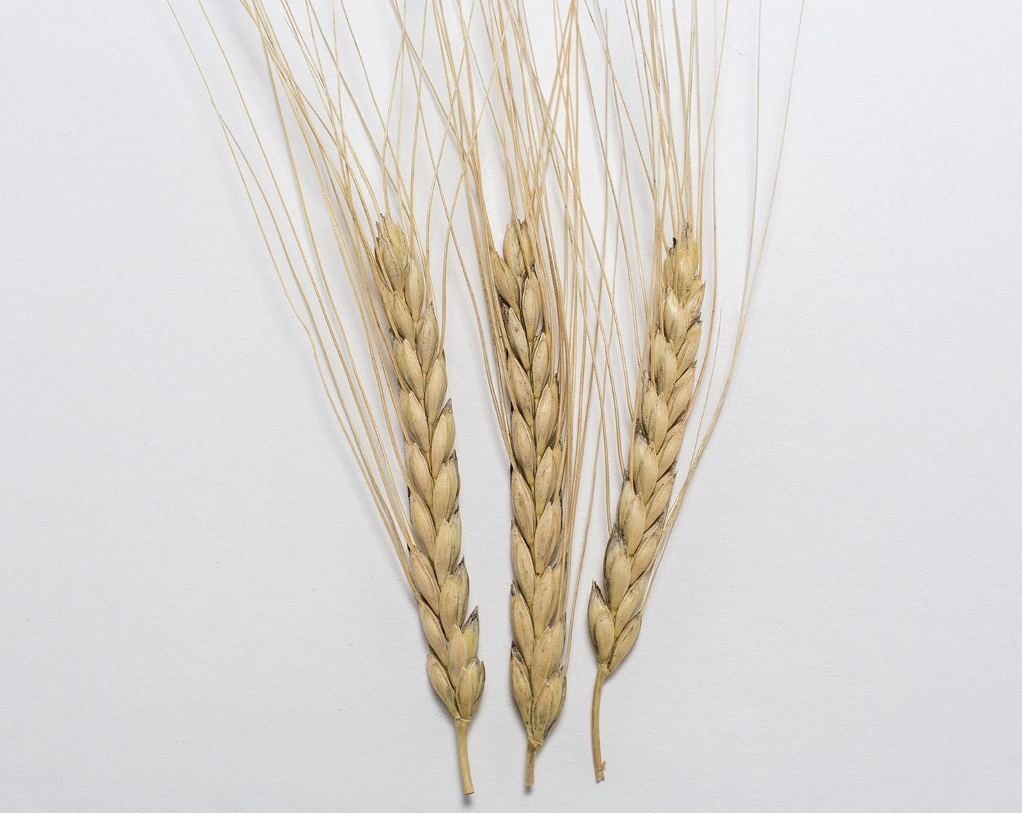 Wheat (Emmer) - Emmer