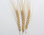 Load image into Gallery viewer, Wheat (Emmer) - Emmer
