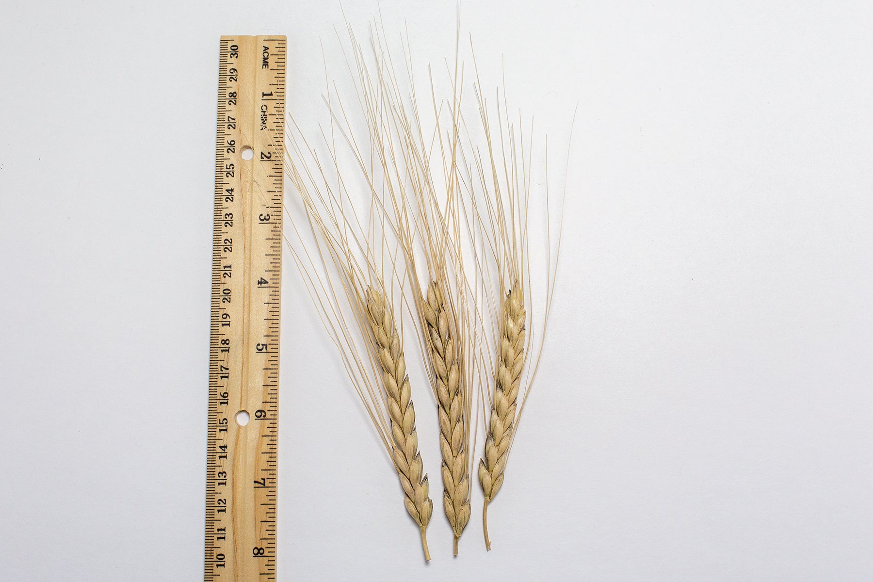 Wheat (Emmer) - Emmer