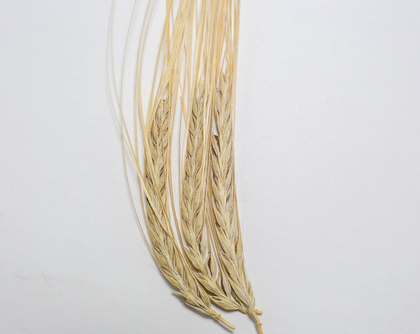 Barley (Hulless) - Ethiopian