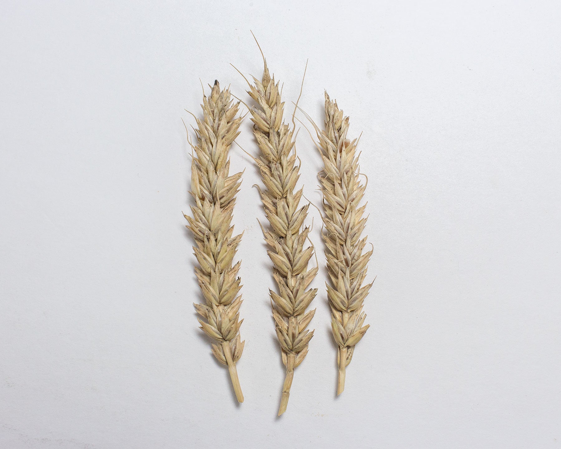 Wheat (Bread) - Garnet