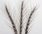 Load image into Gallery viewer, Wheat (Spelt) - German
