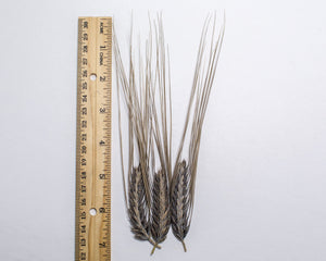Barley (Hulless) - Hordeum Nigrinudum