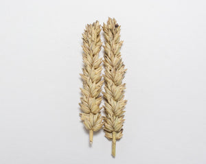Wheat (Bread) - Hard Red Calcutta