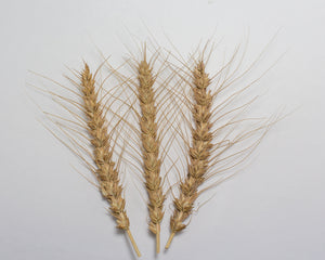Wheat (Bread) - Huron