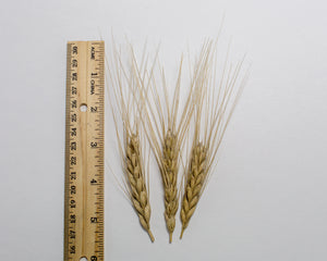 Wheat (Emmer) - Khapli