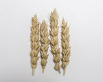 Load image into Gallery viewer, Wheat (Bread) - Kitchener

