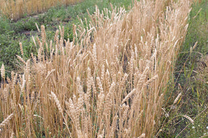 Wheat (Bread) - Kitchener