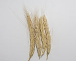 Load image into Gallery viewer, Wheat (Species) - Polish
