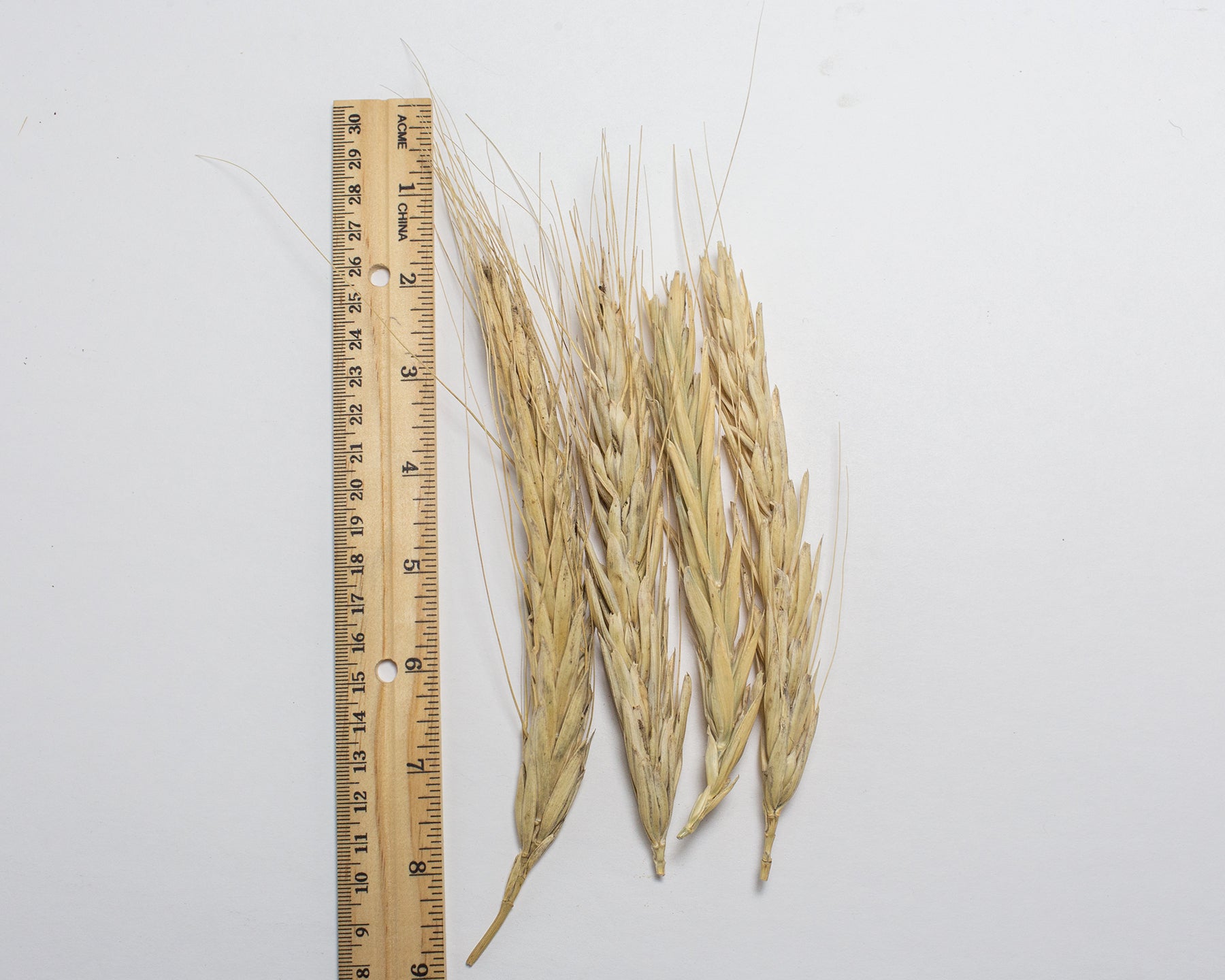 Wheat (Species) - Polish