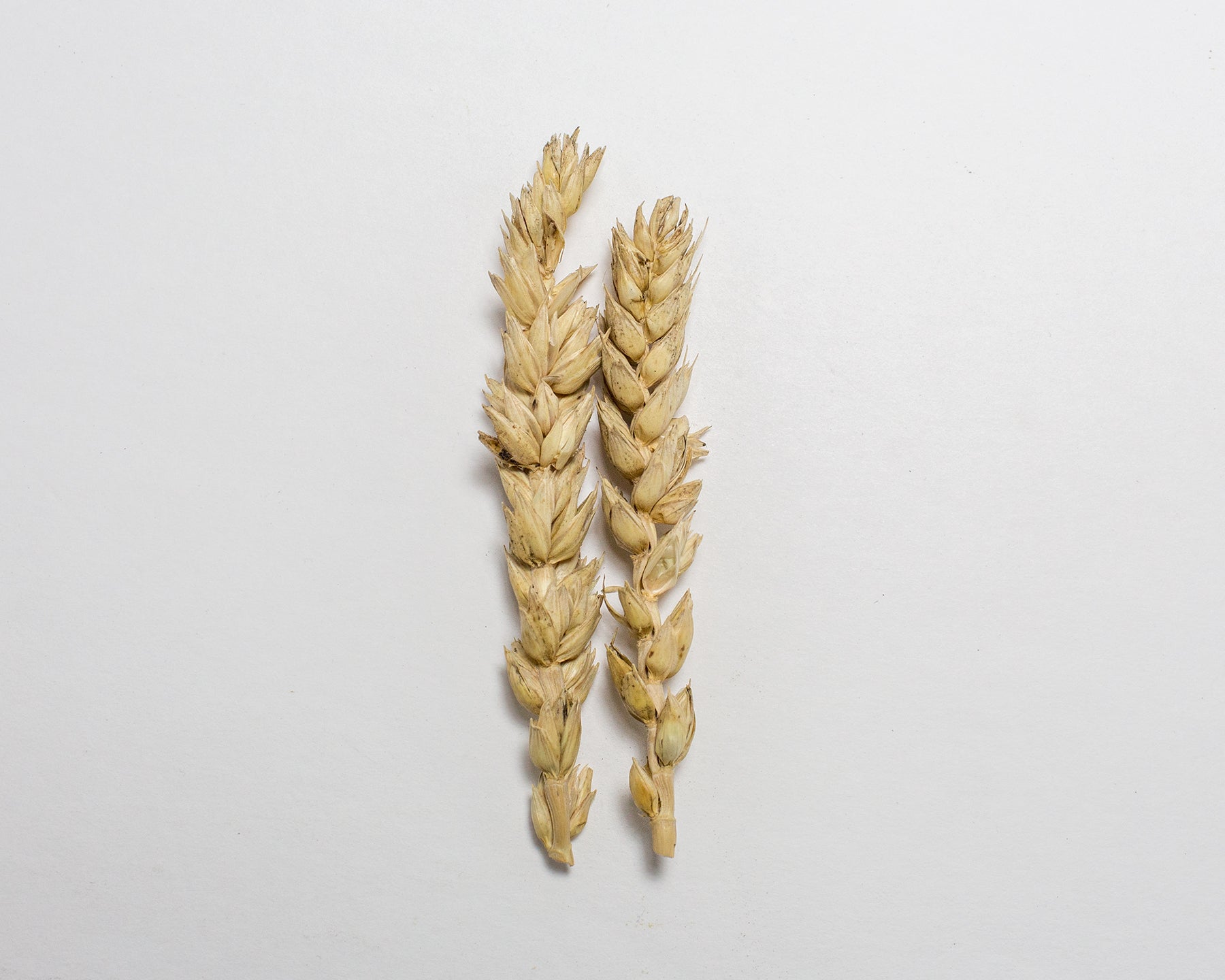 Wheat (Bread) - Major