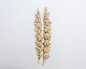 Wheat (Bread) - Marquis