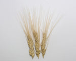 Load image into Gallery viewer, Wheat (Durum) - Medora

