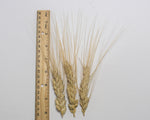 Load image into Gallery viewer, Wheat (Durum) - Medora
