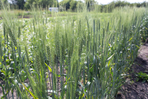 Wheat (Durum) - Medora