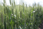 Load image into Gallery viewer, Wheat (Durum) - Moroccan Frost
