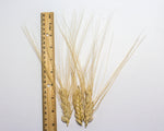 Load image into Gallery viewer, Wheat (Durum) - Moroccan Frost
