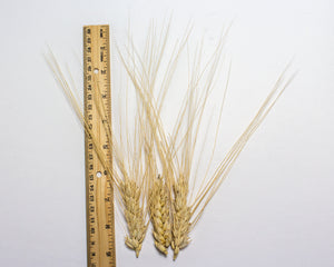 Wheat (Durum) - Moroccan Frost