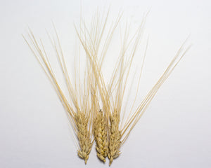 Wheat (Durum) - Moroccan Frost
