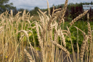 Wheat (Bread) - Park