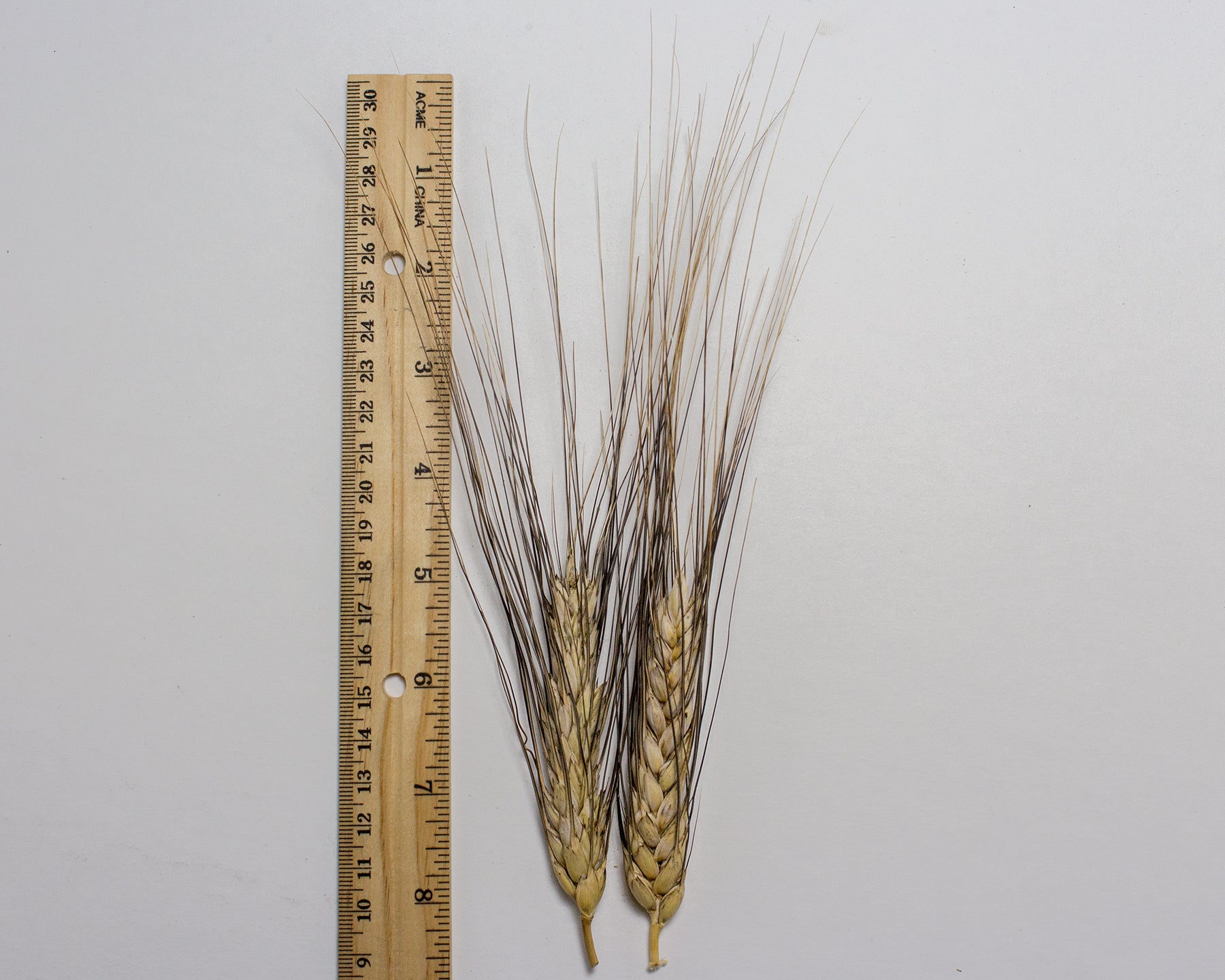 Wheat (Durum) - Pelissier