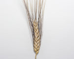 Load image into Gallery viewer, Wheat (Durum) - Pelissier
