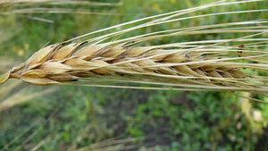 Barley (Hulled) - Peru Cebada
