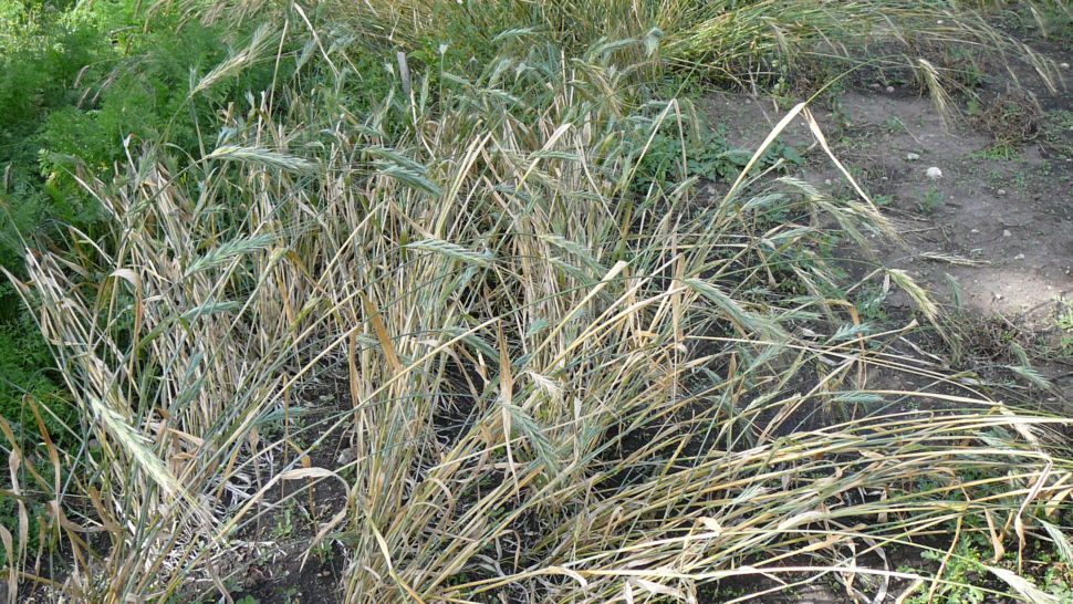 Wheat (Species) - Polish