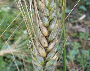 Wheat (Species) - Polish Khorassan