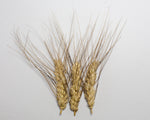 Load image into Gallery viewer, Wheat (Species) - Poulard
