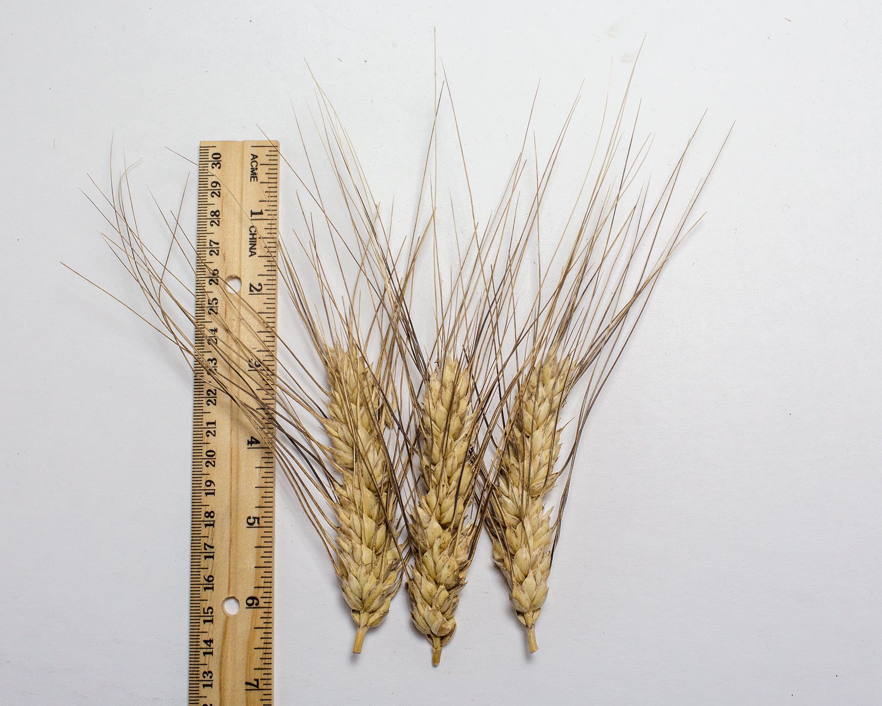 Wheat (Species) - Poulard