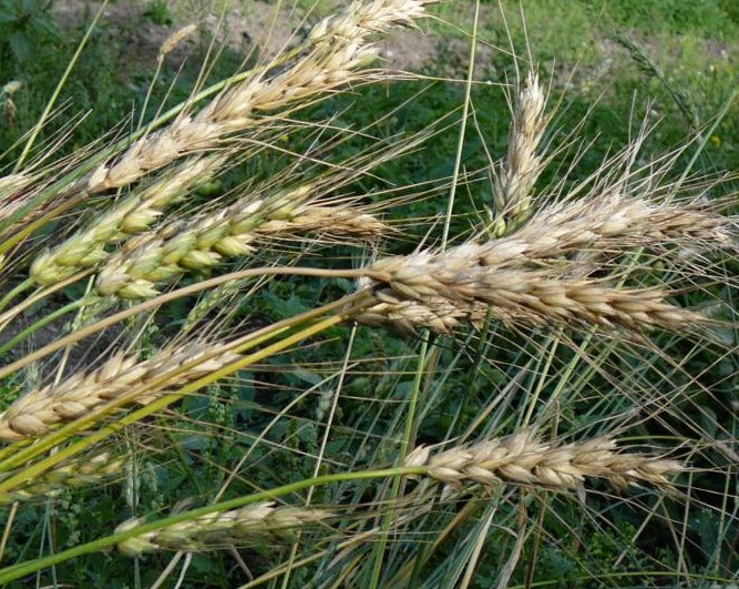 Wheat (Bread) - Prelude