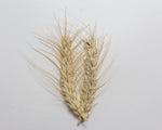 Load image into Gallery viewer, Wheat (Bread) - Purple
