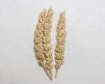 Load image into Gallery viewer, Wheat (Bread) - Red Bobs
