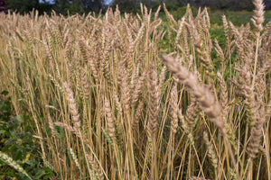 Wheat (Bread) - Red Fife