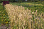 Load image into Gallery viewer, Wheat (Bread) - Red Fife
