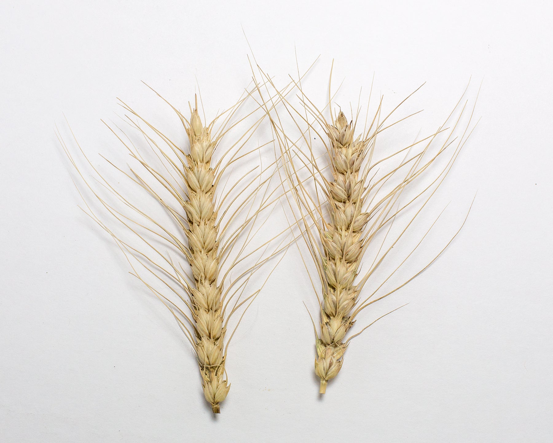 Wheat (Bread) - Reliance