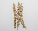 Load image into Gallery viewer, Wheat (Bread) - Rescue
