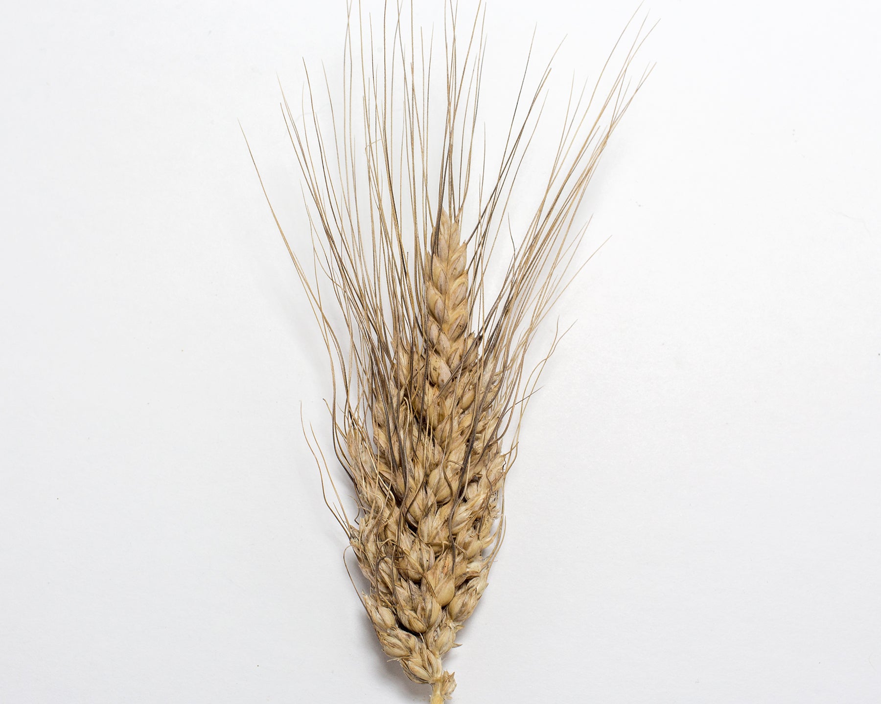 Wheat (Species) - Rivet