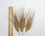 Load image into Gallery viewer, Wheat (Species) - Rivet
