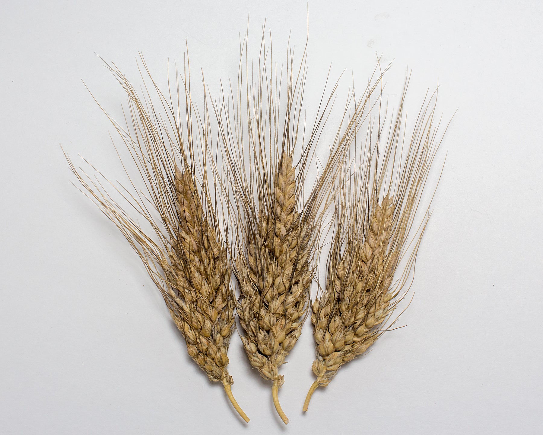 Wheat (Species) - Rivet