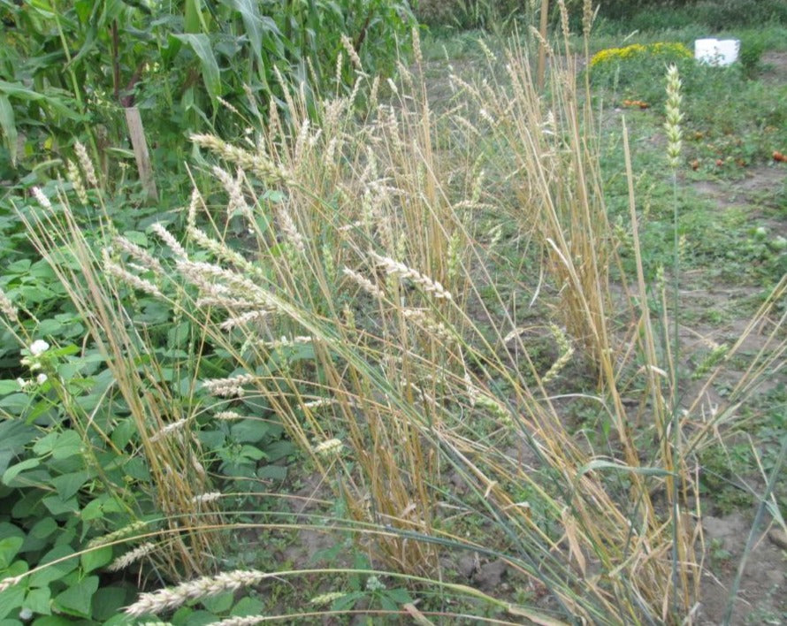 Wheat (Bread) - Ruby – Prairie Garden Seeds