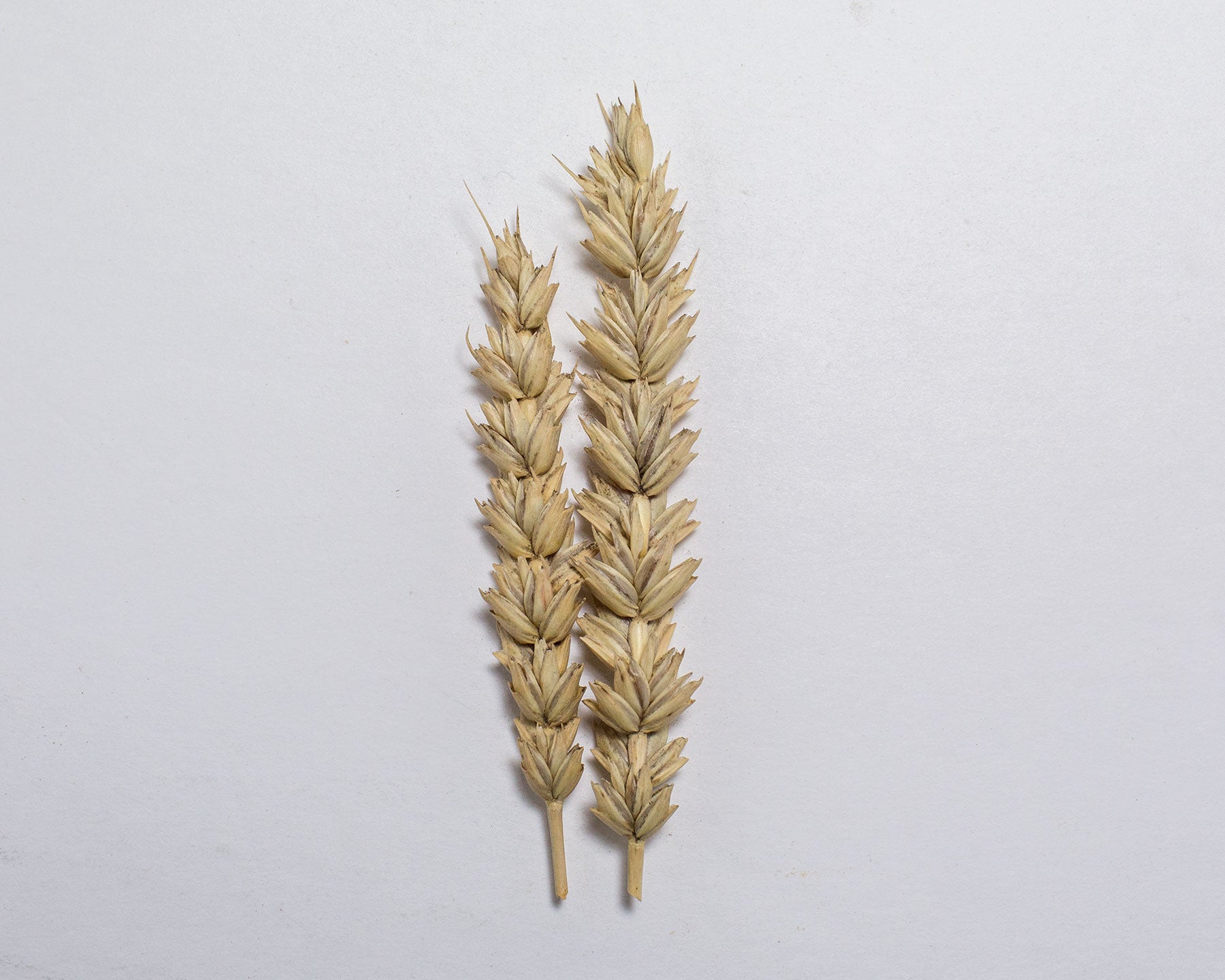 Wheat (Bread) - Ruby