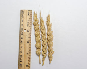 Wheat (Bread) - Selkirk
