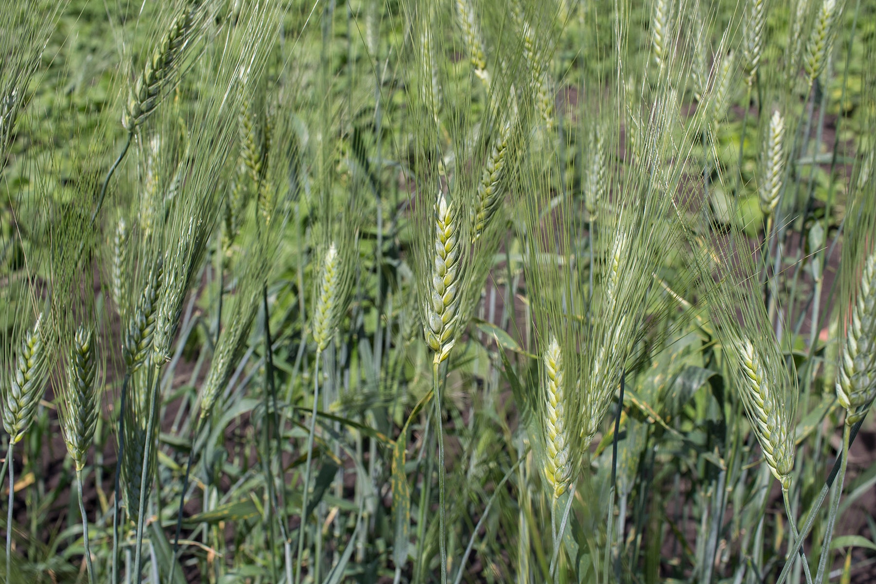 Wheat (Durum) - Senatore Cappelli