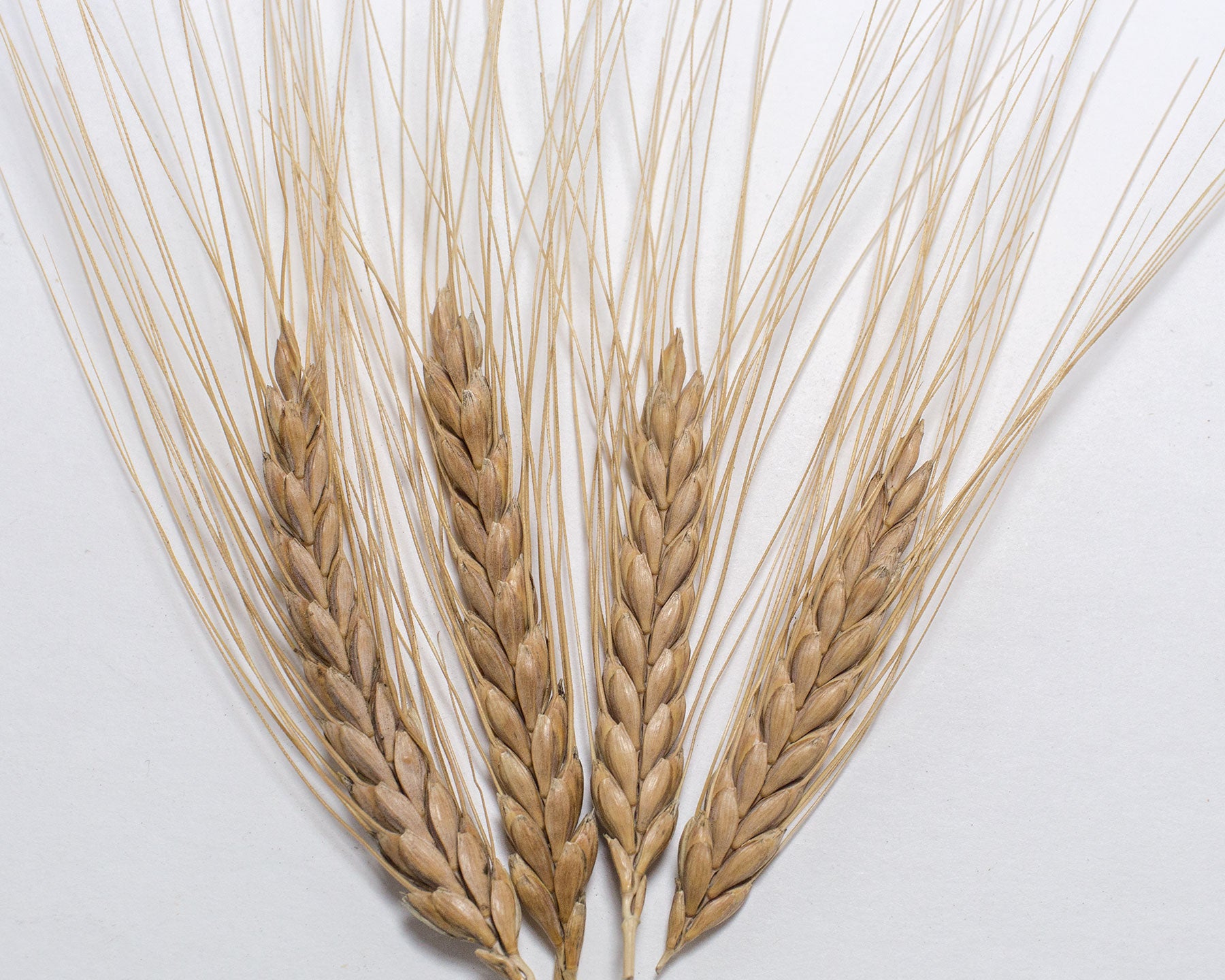 Wheat (Emmer) - Erythrurum